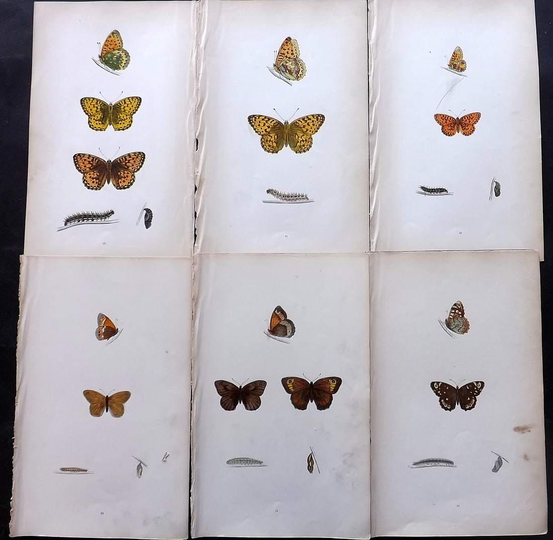 Morris, Francis 1864 Lot of 6 Antique Butterfly Prints: Woodblock Published 1864, London for "A History of British Butterflies" By the Rev. Francis Orpen Morris. Printed in colours and finished by hand. Paper Size: 10 x 7 inch (25 x 18cm) Very minor backgr
