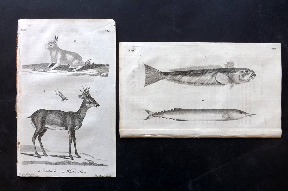 Pennant, Thomas 1772 Pair of Prints. Fish, Hare, Roebuck Deer: Copper Plate Published 1772, London for "A Tour in Scotland" by Thomas Pennant. Paper Size: 8 x 5 inch (20 x 13cm) Very minor background text offsetting. Good Condition