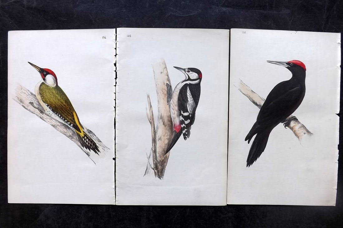 Meyer, Henry 1844 Lot of 3 Hand Col Woodpecker Prints (1 of 2)