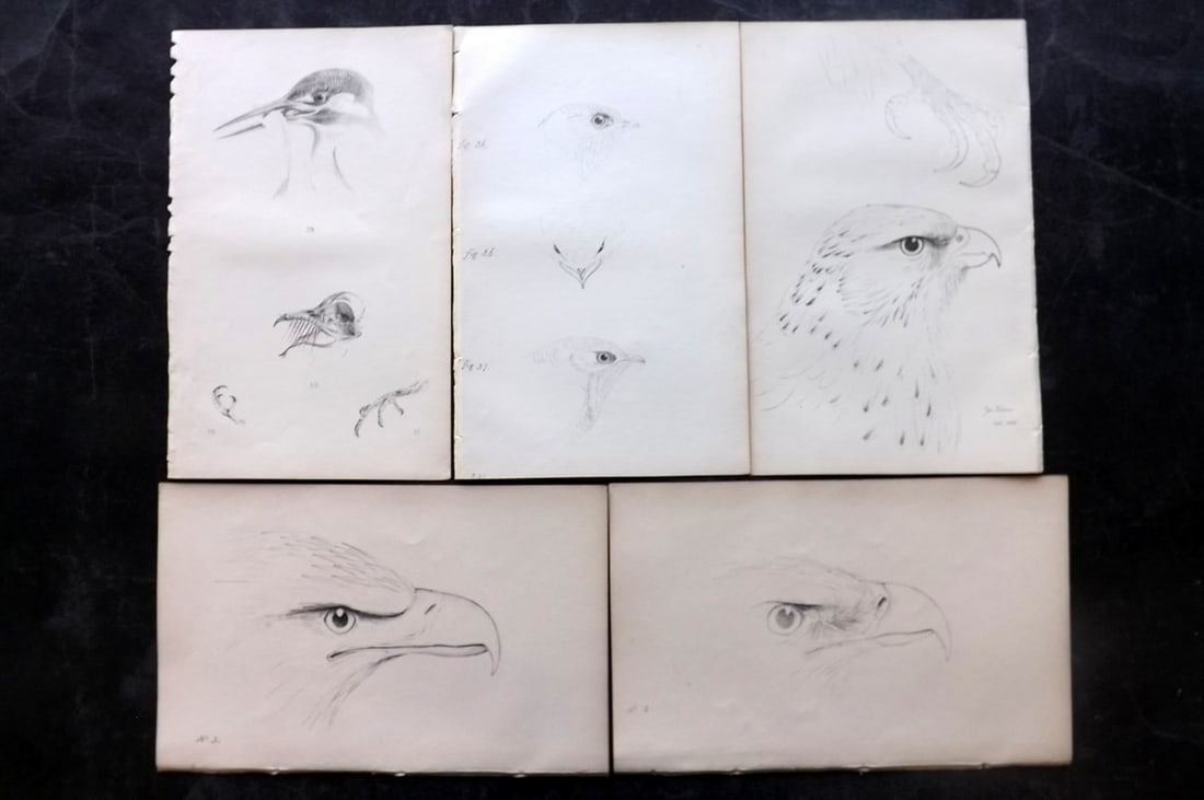 Meyer, Henry 1844 Lot of 5 Antique Bird Prints: Lithographs Published 1842-50, London for "Coloured Illustrations of British Birds and Their Eggs" by Henry Leonard Meyer. Paper Size: 8 x 5 inch (22 x 13cm) Good Condition
