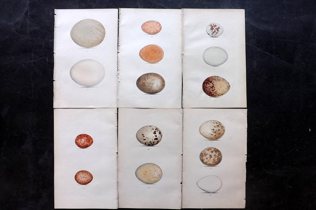 Meyer, Henry 1844 Lot of 6 Hand Col Bird Egg Prints (1 of 2)