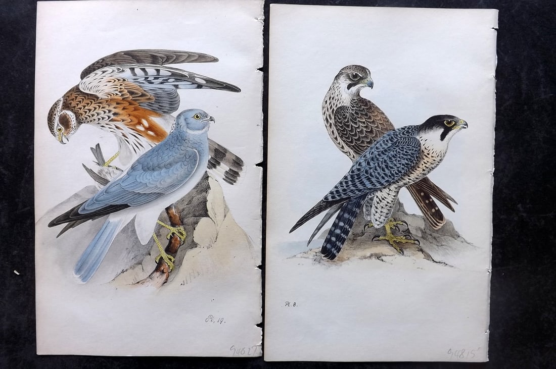 Meyer, Henry 1844 Pair of Hand Col Birds of Prey Prints (1 of 2)