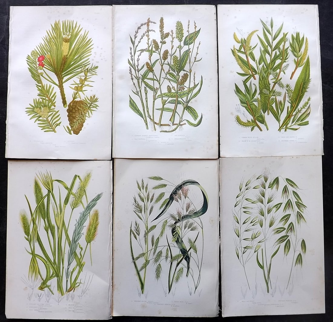 Pratt, Anne 1905 Lot of 6 Antique Botanical Prints: Chromolithographs Published 1899-1905, London for "The Flowering Plants and Ferns of Great Britain" by Anne Pratt. Paper Size: 9.5 x 6 inch (24 x 16cm) Very minor background toning. Good Condition