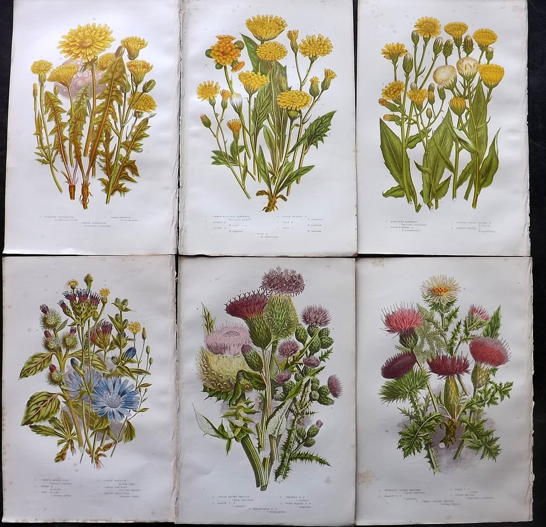 Pratt, Anne 1905 Lot of 6 Antique Botanical Prints: Chromolithographs Published 1899-1905, London for "The Flowering Plants and Ferns of Great Britain" by Anne Pratt. Paper Size: 9.5 x 6 inch (24 x 16cm) Very minor background toning. Good Condition