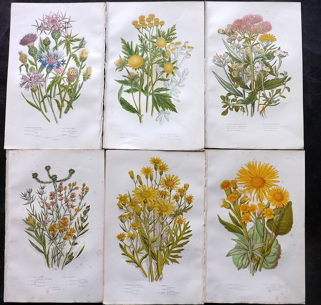 Pratt, Anne 1905 Lot of 6 Antique Botanical Prints: Chromolithographs Published 1899-1905, London for "The Flowering Plants and Ferns of Great Britain" by Anne Pratt. Paper Size: 9.5 x 6 inch (24 x 16cm) Very minor background toning. Good Condition