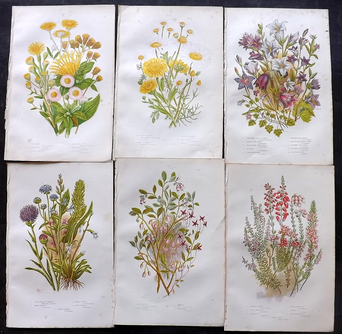 Pratt, Anne 1905 Lot of 6 Antique Botanical Prints: Chromolithographs Published 1899-1905, London for "The Flowering Plants and Ferns of Great Britain" by Anne Pratt. Paper Size: 9.5 x 6 inch (24 x 16cm) Very minor background toning. Good Condition