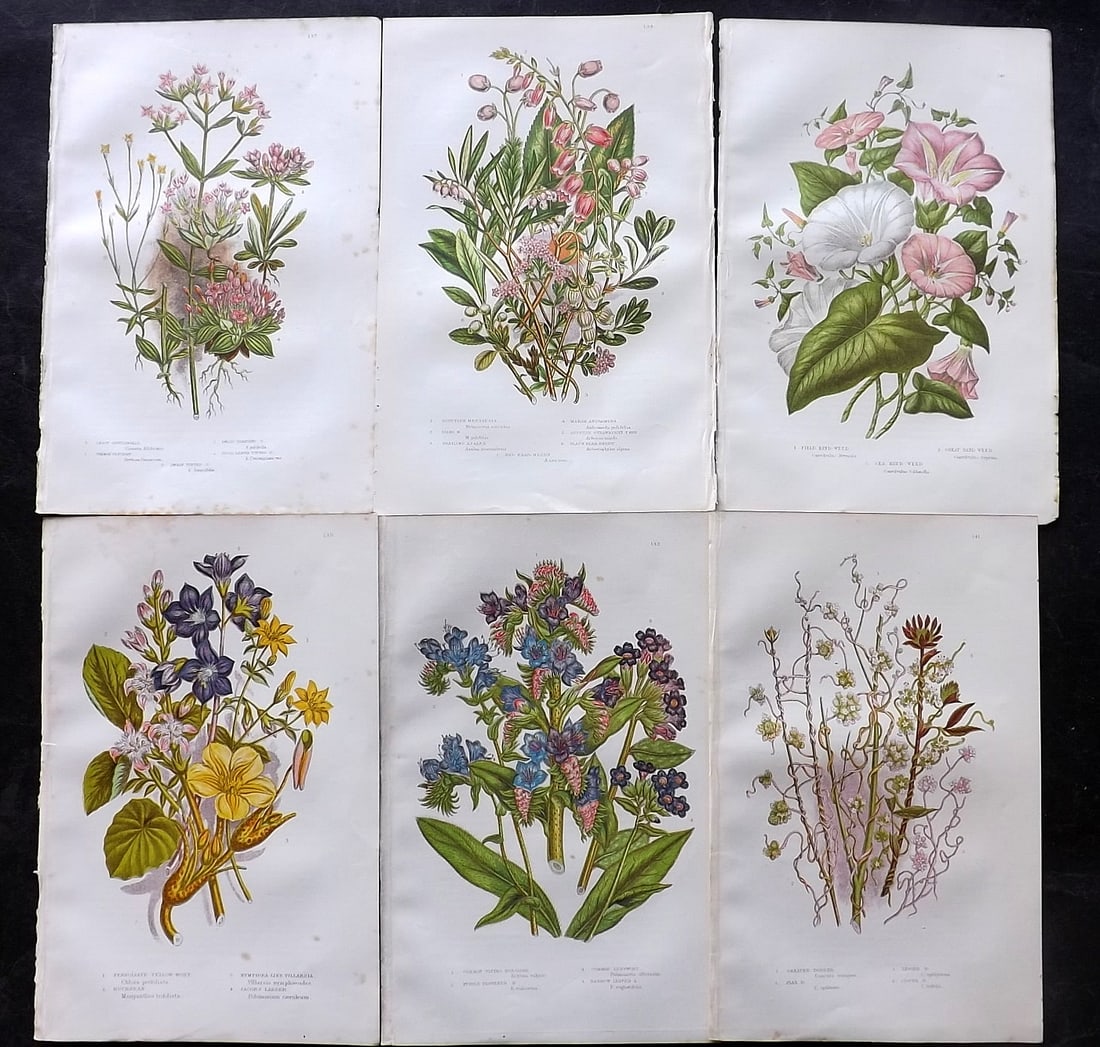 Pratt, Anne 1905 Lot of 6 Antique Botanical Prints: Chromolithographs Published 1899-1905, London for "The Flowering Plants and Ferns of Great Britain" by Anne Pratt. Paper Size: 9.5 x 6 inch (24 x 16cm) Very minor background toning. Good Condition