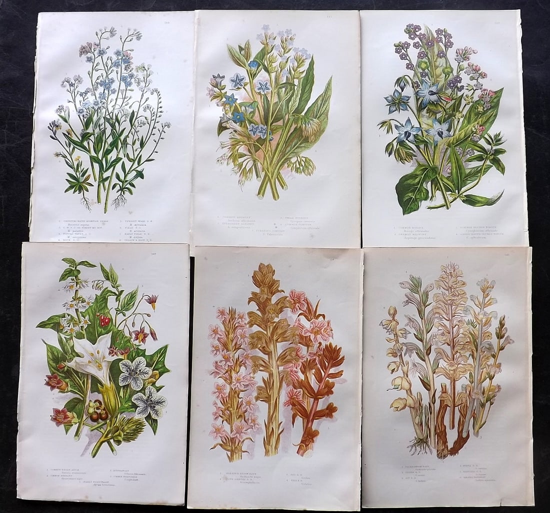 Pratt, Anne 1905 Lot of 6 Antique Botanical Prints: Chromolithographs Published 1899-1905, London for "The Flowering Plants and Ferns of Great Britain" by Anne Pratt. Paper Size: 9.5 x 6 inch (24 x 16cm) Very minor background toning. Good Condition