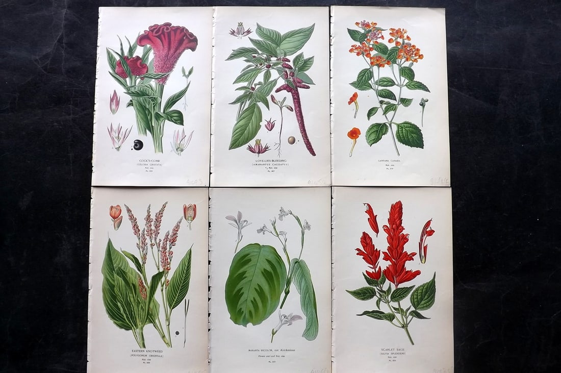 Step, Edward 1897 Lot of 6 Antique Botanical Prints: Chromolithographs Published 1896-97 by Frederick Warne & Co., London for "Favourite Flowers of Garden and Greenhouse" by Edward Step and William Watson. Paper Size: 9.5 x 6 inch (24 x 15cm) Good Condi