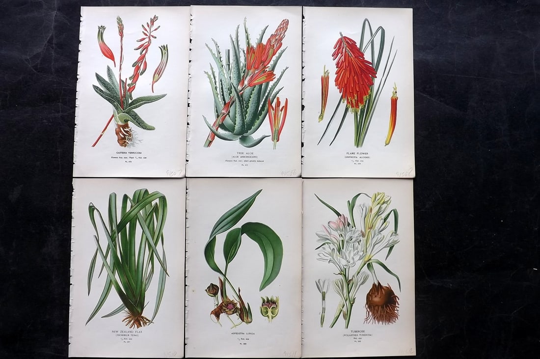 Step, Edward 1897 Lot of 6 Antique Botanical Prints: Chromolithographs Published 1896-97 by Frederick Warne & Co., London for "Favourite Flowers of Garden and Greenhouse" by Edward Step and William Watson. Paper Size: 9.5 x 6 inch (24 x 15cm) Good Condi