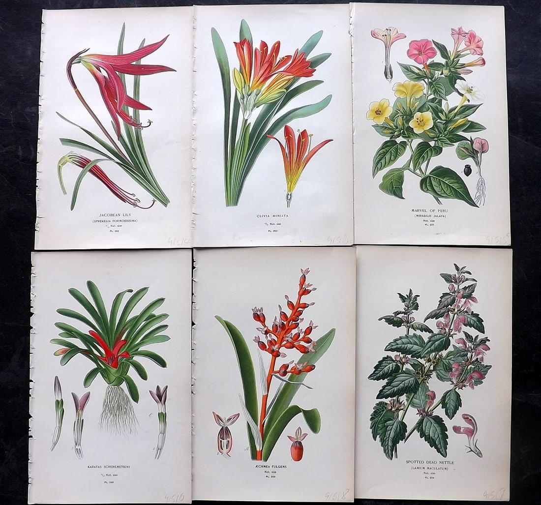 Step, Edward 1897 Lot of 6 Antique Botanical Prints: Chromolithographs Published 1896-97 by Frederick Warne & Co., London for "Favourite Flowers of Garden and Greenhouse" by Edward Step and William Watson. Paper Size: 9.5 x 6 inch (24 x 15cm) Good Condi