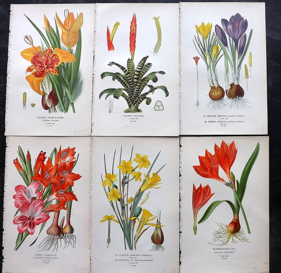 Step, Edward 1897 Lot of 6 Antique Botanical Prints: Chromolithographs Published 1896-97 by Frederick Warne & Co., London for "Favourite Flowers of Garden and Greenhouse" by Edward Step and William Watson. Paper Size: 9.5 x 6 inch (24 x 15cm) Good Condi