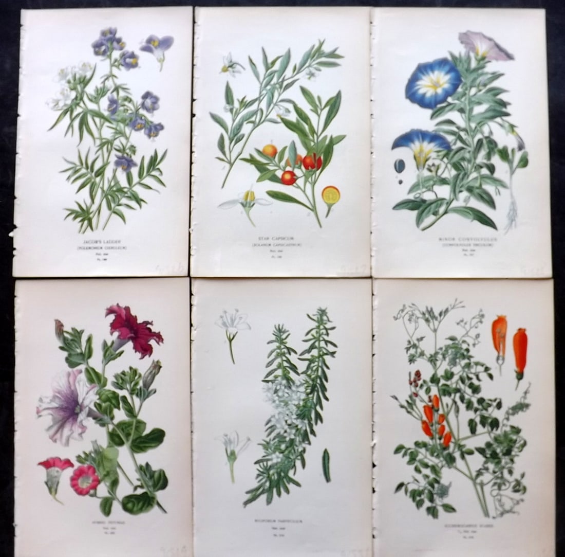 Step, Edward 1897 Lot of 6 Antique Botanical Prints: Chromolithographs Published 1896-97 by Frederick Warne & Co., London for "Favourite Flowers of Garden and Greenhouse" by Edward Step and William Watson. Paper Size: 9.5 x 6 inch (24 x 15cm) Good Condi