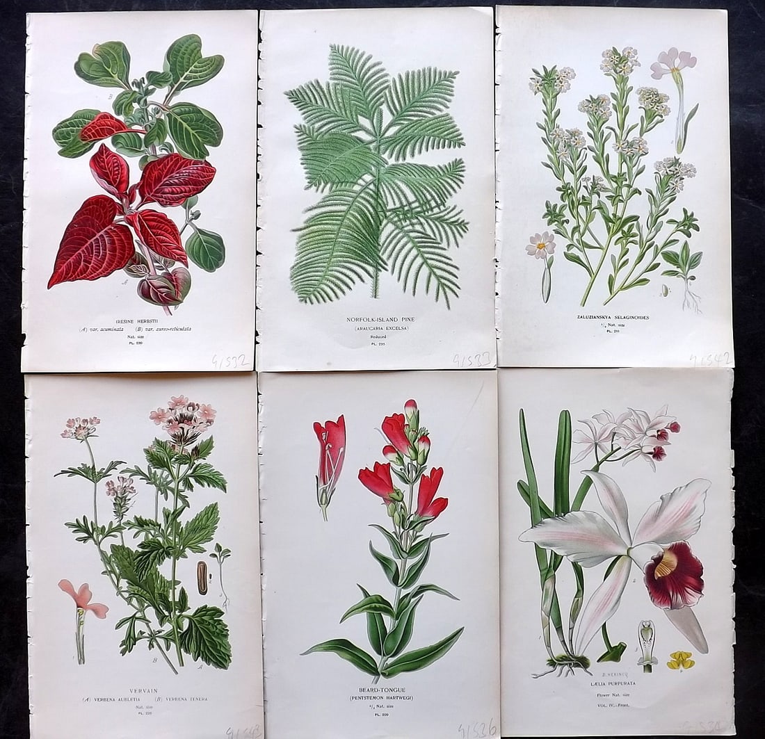 Step, Edward 1897 Lot of 6 Antique Botanical Prints: Chromolithographs Published 1896-97 by Frederick Warne & Co., London for "Favourite Flowers of Garden and Greenhouse" by Edward Step and William Watson. Paper Size: 9.5 x 6 inch (24 x 15cm) Good Condi