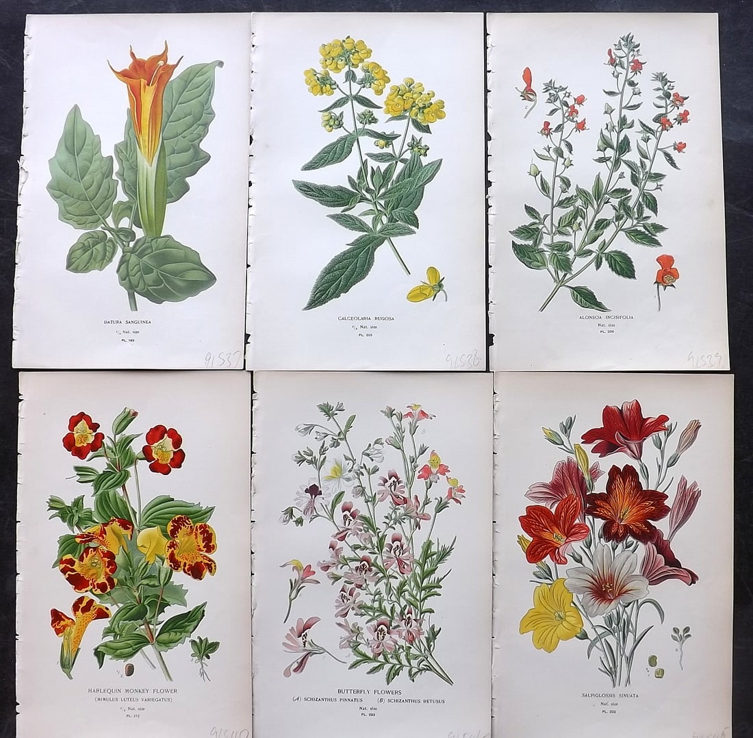 Step, Edward 1897 Lot of 6 Antique Botanical Prints: Chromolithographs Published 1896-97 by Frederick Warne & Co., London for "Favourite Flowers of Garden and Greenhouse" by Edward Step and William Watson. Paper Size: 9.5 x 6 inch (24 x 15cm) Good Condi