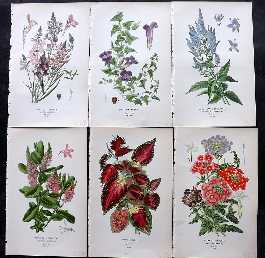 Step, Edward 1897 Lot of 6 Antique Botanical Prints: Chromolithographs Published 1896-97 by Frederick Warne & Co., London for "Favourite Flowers of Garden and Greenhouse" by Edward Step and William Watson. Paper Size: 9.5 x 6 inch (24 x 15cm) Good Condi
