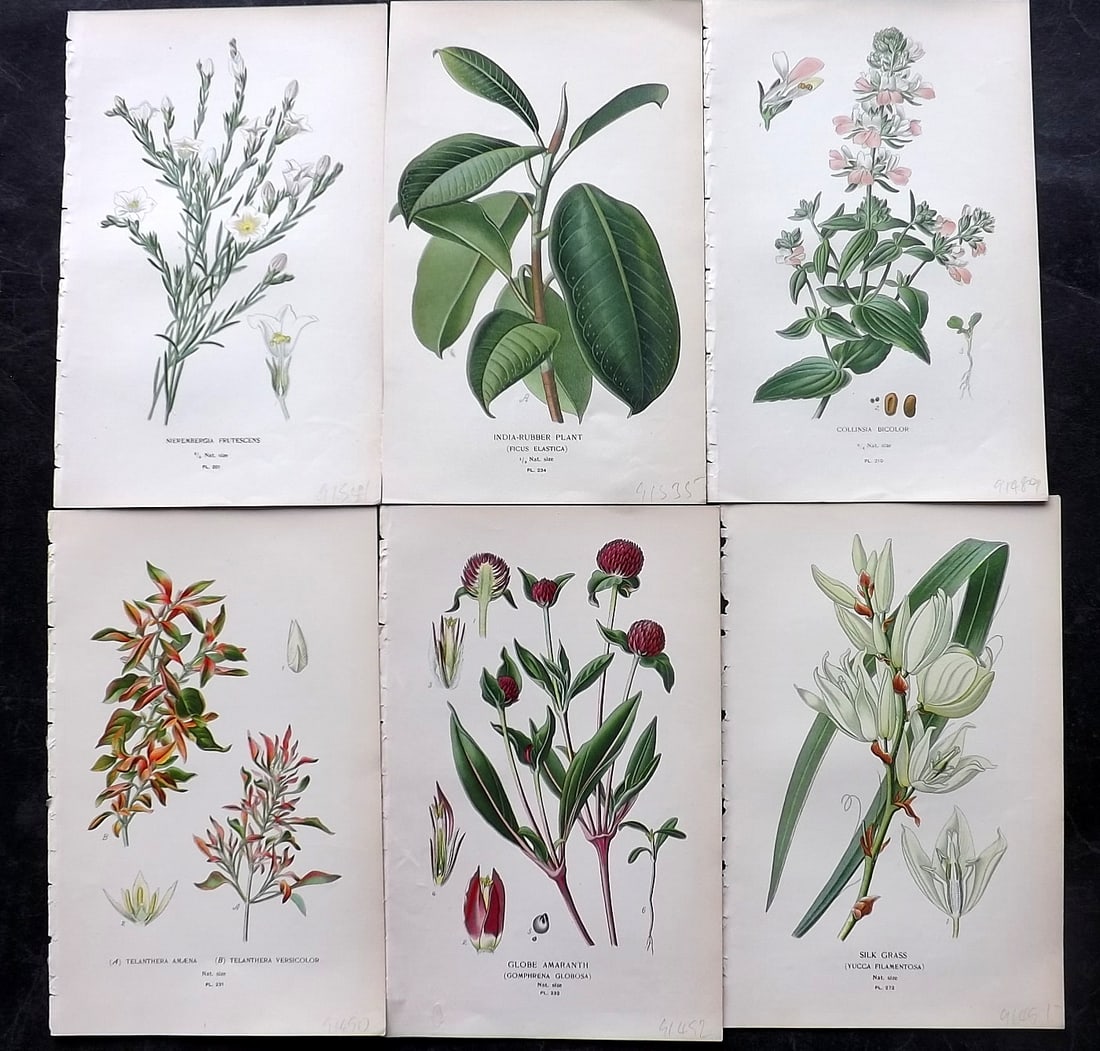 Step, Edward 1897 Lot of 6 Antique Botanical Prints: Chromolithographs Published 1896-97 by Frederick Warne & Co., London for "Favourite Flowers of Garden and Greenhouse" by Edward Step and William Watson. Paper Size: 9.5 x 6 inch (24 x 15cm) Good Condi
