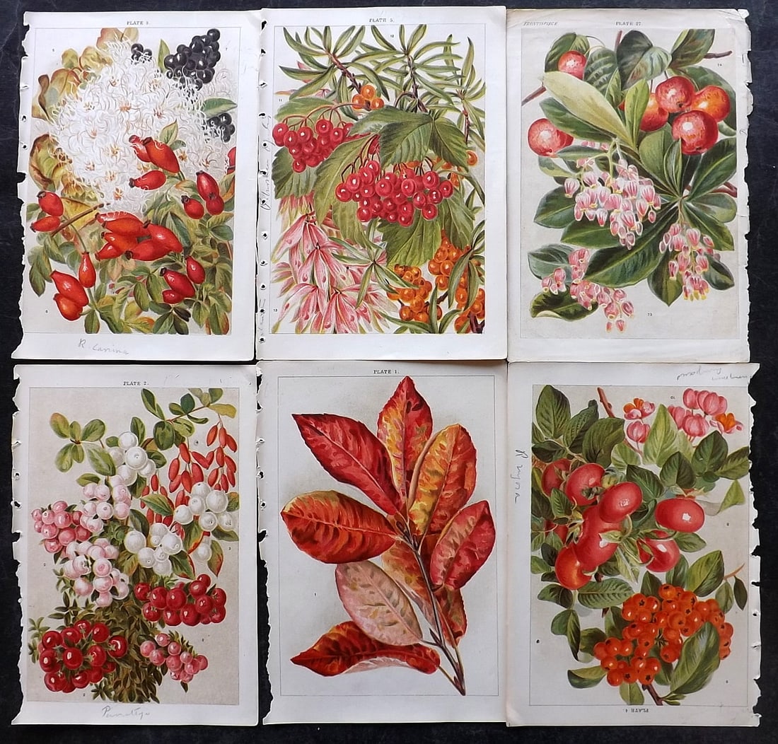 Weathers, John 1903 Lot of 6 Antique Botanical Prints (1 of 2)