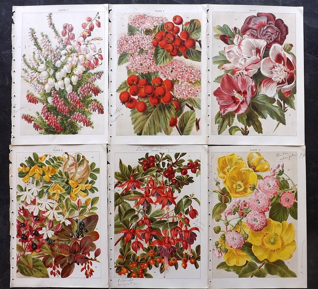 Weathers, John 1903 Lot of 6 Antique Botanical Prints (1 of 2)