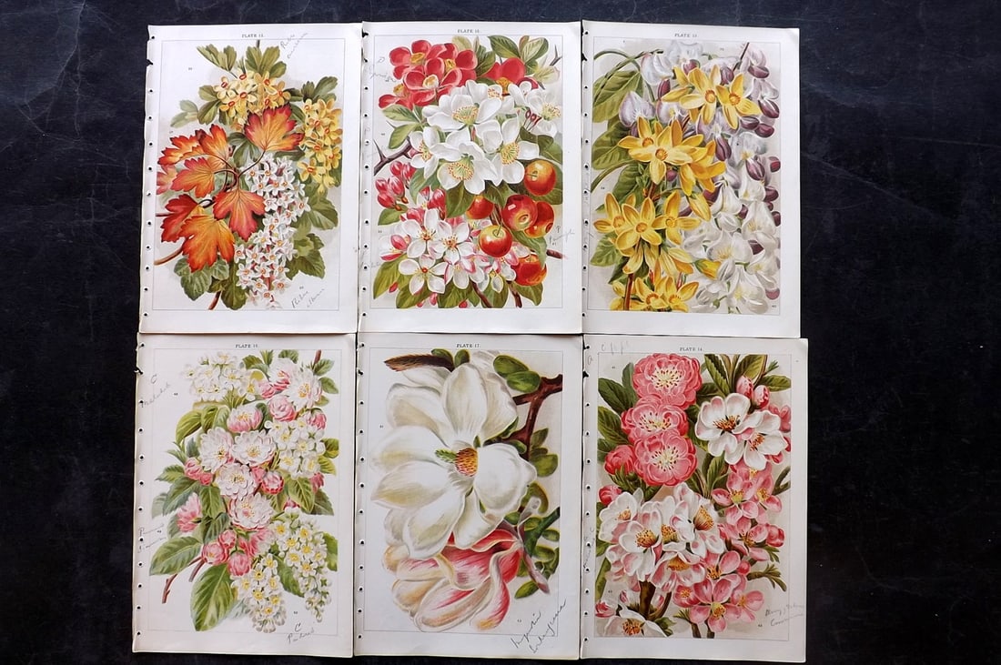 Weathers, John 1903 Lot of 6 Antique Botanical Prints (1 of 2)