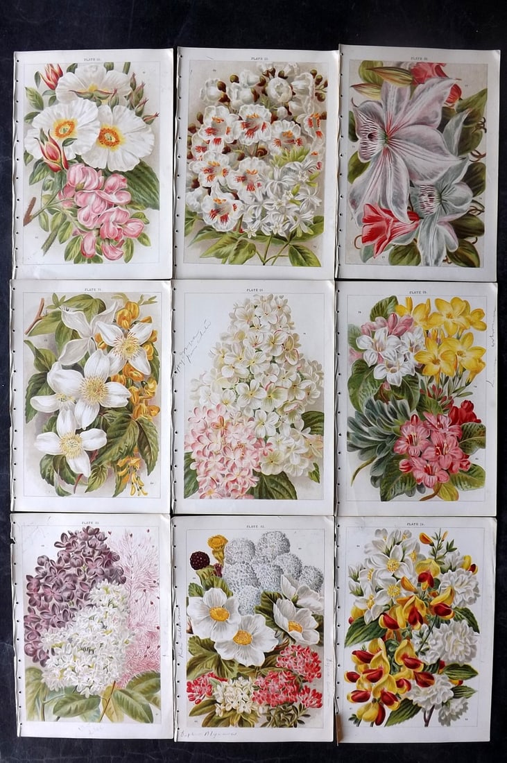 Weathers, John 1903 Lot of 9 Antique Botanical Prints (1 of 2)