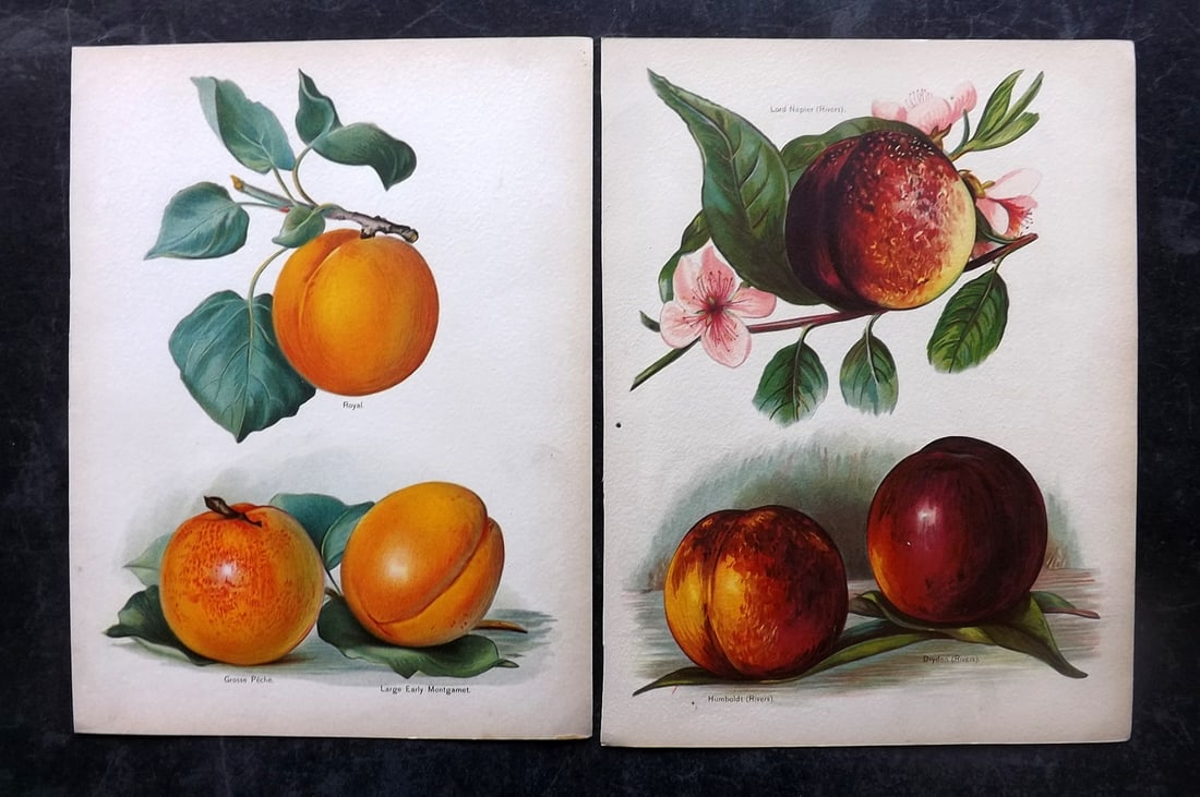 Wright, John 1894 Pair of Antique Fruit Prints: Chromolithographs Published 1892-4 by J.S. Virtue & Co, London for "The Fruit Growers Guide" First Edition by John Wright. Paper Size: 11 x 8 inch (28 x 21cm) Minor chipping to margins. Very minor bac
