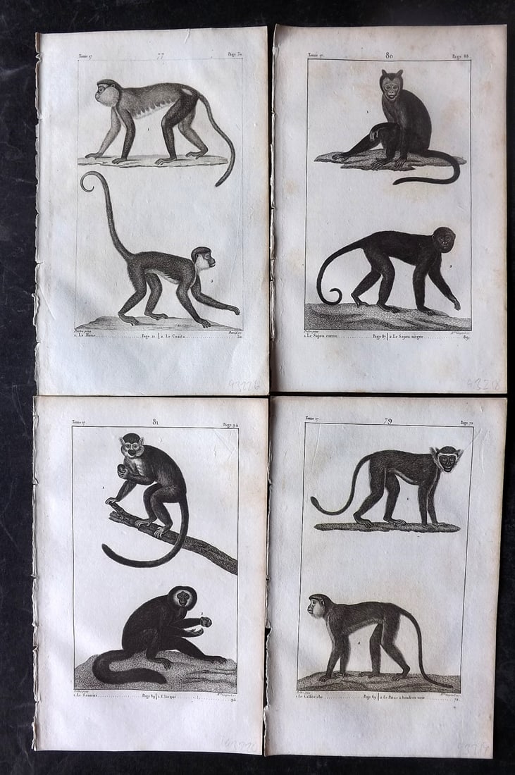 Buffon, Comte de 1825 Lot of 4 Antique Prints. Monkeys Primates (1 of 2)