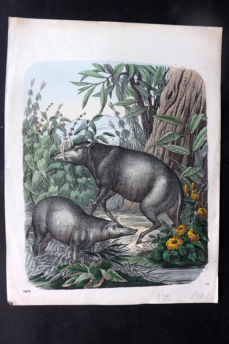 Hoffmann, Carl 1860 Hand Col Print. Wild Boar 38 (1 of 1)