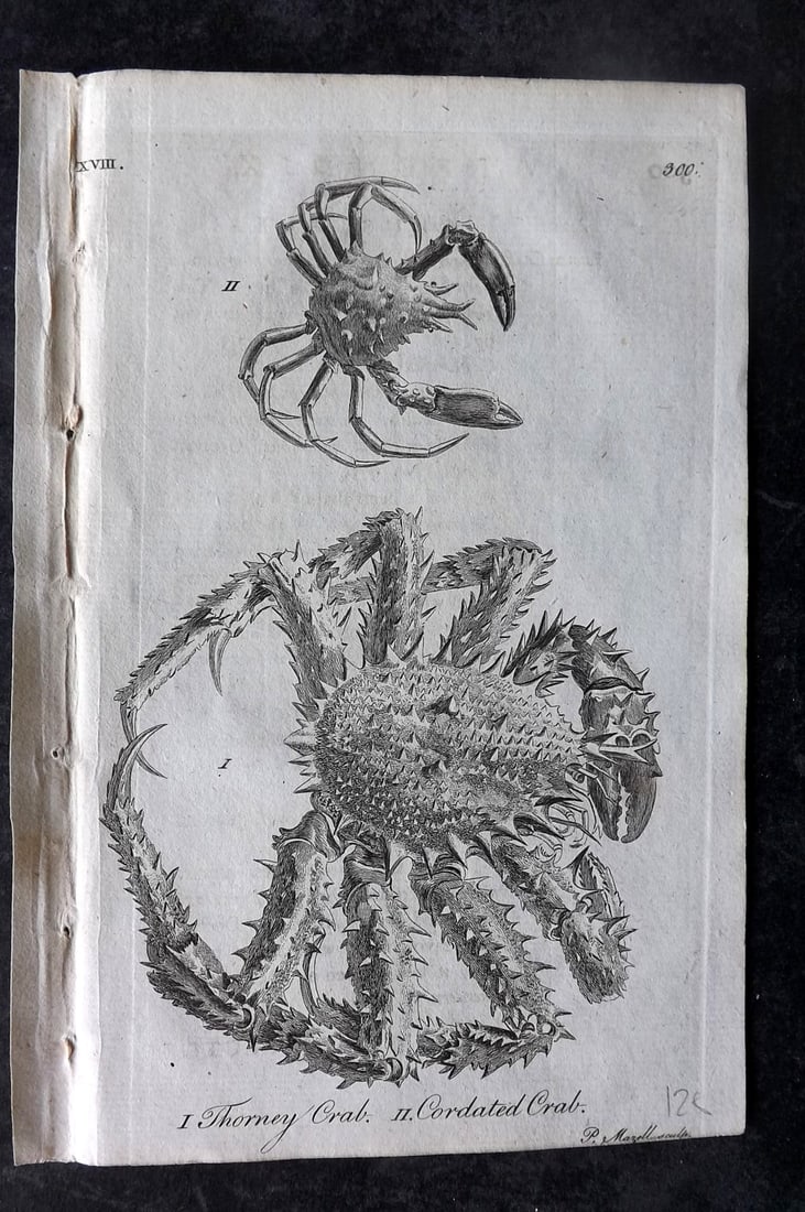 Pennant, Thomas 1772 Antique Print. Scottish Crab: Copper Plate Published 1772, London for "A Tour in Scotland" by Thomas Pennant. Paper Size: 8 x 5 inch (20 x 13cm) Good Condition