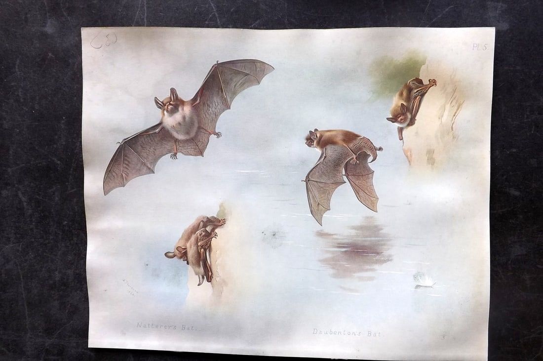Thorburn, Archibald 1920 Rare Folio Print. Natter's & Daubenton's Bat: Folio Chromolithographs Published 1920-21, London for "British Mammals" by Archibald Thorburn. On Heavy Stock Paper. Rare. This Edition Limited to 500 Copies. Paper Size: 12.5 x 10 inch (32 x 25cm) Ve
