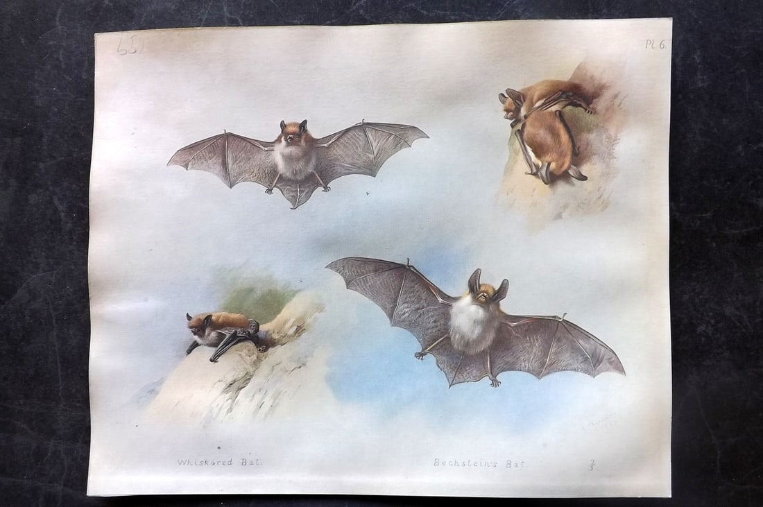 Thorburn, Archibald 1920 Rare Folio Print. Whiskered & Bechstein's Bat: Folio Chromolithographs Published 1920-21, London for "British Mammals" by Archibald Thorburn. On Heavy Stock Paper. Rare. This Edition Limited to 500 Copies. Paper Size: 12.5 x 10 inch (32 x 25cm) Ve