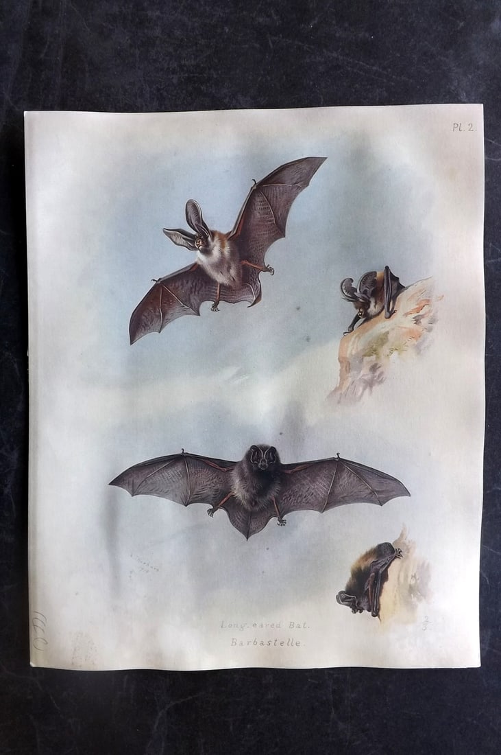 Thorburn, Archibald 1920 Rare Folio Print. Long Eared, Barbastelle Bat: Folio Chromolithographs Published 1920-21, London for "British Mammals" by Archibald Thorburn. On Heavy Stock Paper. Rare. This Edition Limited to 500 Copies. Paper Size: 12.5 x 10 inch (32 x 25cm) Ve