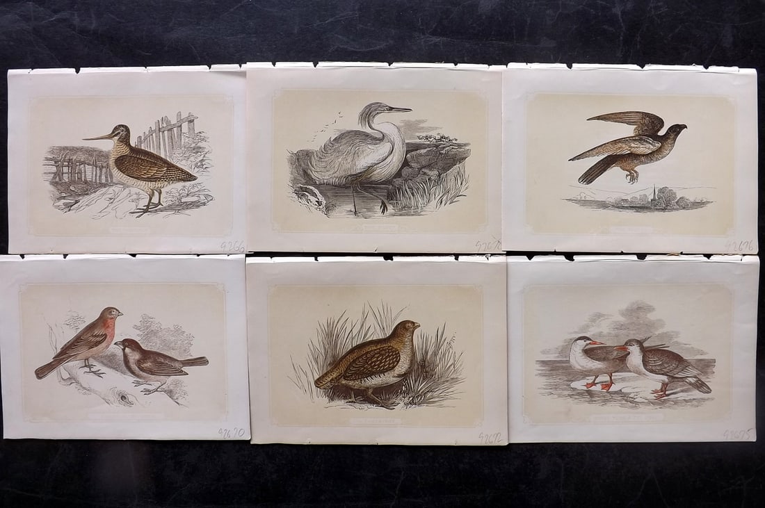 Bicknell, W. I. 1851 Lot of 6 Antique Bird Prints (1 of 2)