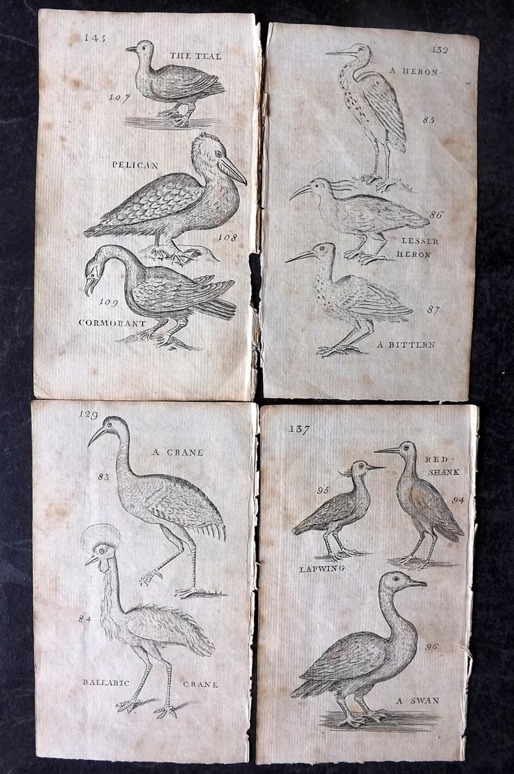 Boreman, Thomas 1738 Lot of 4 Bird Prints (8 images) (1 of 2)