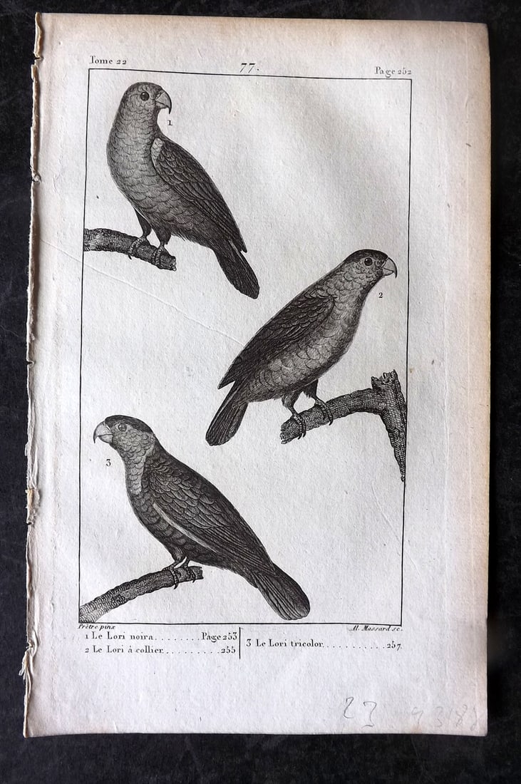 Buffon, Comte de 1825 Antique Bird Print. Lories & Lorikeets, Parrots 77 (1 of 1)