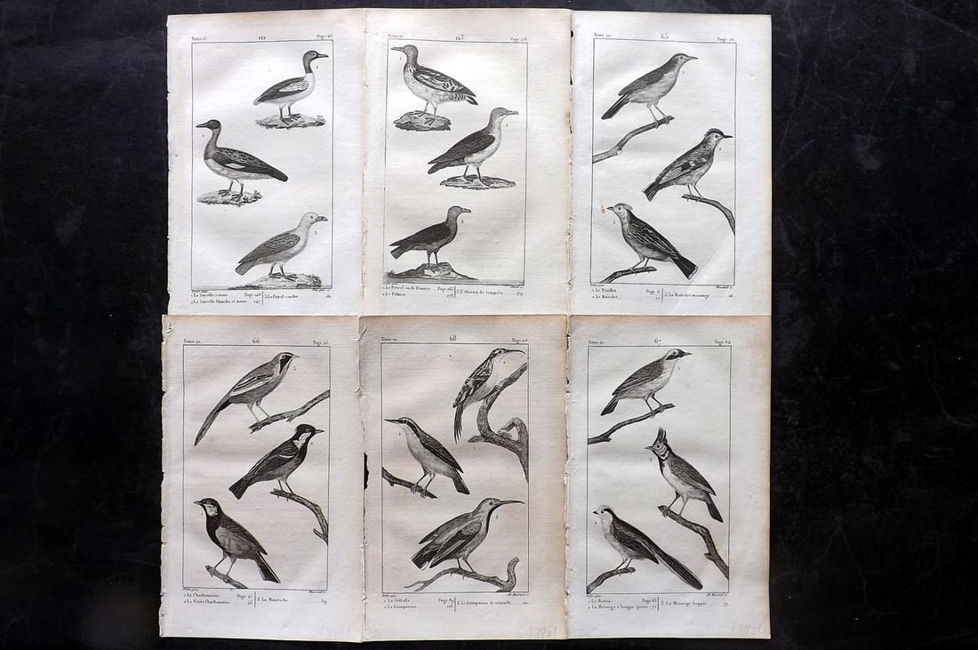 Buffon, Comte de 1825 Lot of 6 Antique Bird Prints: Copper Plate Published 1825, Paris for "Oeuvres Completes De Buffon" by the Comte de Buffon and Bernard Lacepede. Paper Size: 8 x 5 inch (20 x 13cm) Minor margin toning. Good Condition