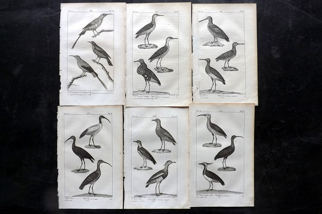 Buffon, Comte de 1825 Lot of 6 Antique Bird Prints: Copper Plate Published 1825, Paris for "Oeuvres Completes De Buffon" by the Comte de Buffon and Bernard Lacepede. Paper Size: 8 x 5 inch (20 x 13cm) Minor margin toning. Good Condition