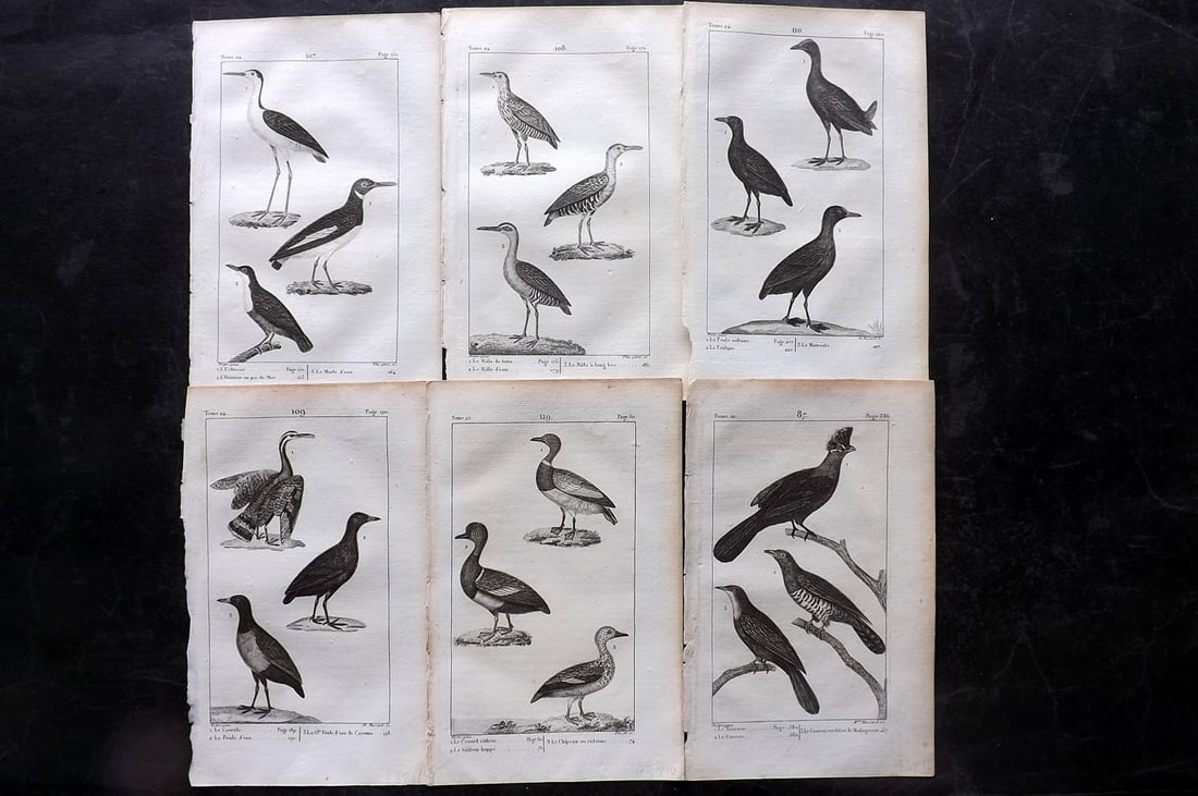 Buffon, Comte de 1825 Lot of 6 Antique Bird Prints: Copper Plate Published 1825, Paris for "Oeuvres Completes De Buffon" by the Comte de Buffon and Bernard Lacepede. Paper Size: 8 x 5 inch (20 x 13cm) Minor margin toning. Good Condition