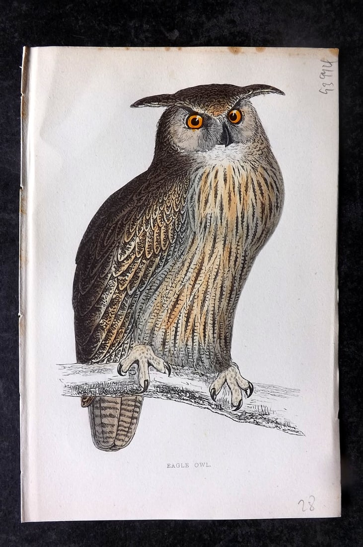 Morris, Francis 1867 Antique Bird Print. Eagle Owl (1 of 1)
