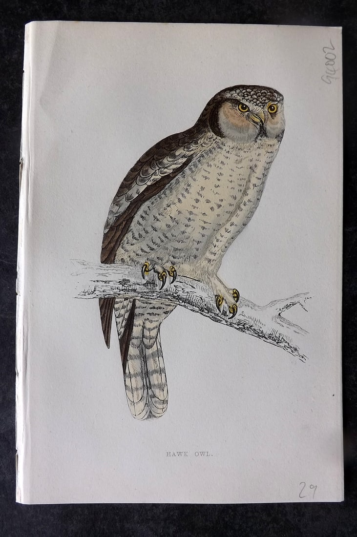 Morris, Francis 1867 Antique Bird Print. Hawk Owl (1 of 1)