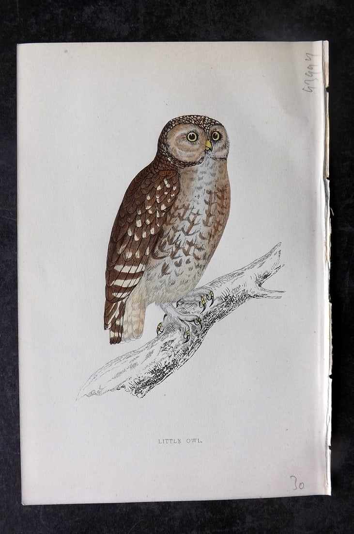 Morris, Francis 1867 Antique Bird Print. Little Owl: Woodblocks Published 1863-7, London for "A History of British Birds" by the Rev. Francis Orpen Morris. Printed in colours and finished by hand. Paper Size: 7.5 x 5 inch (19 x 13cm) Good Condition