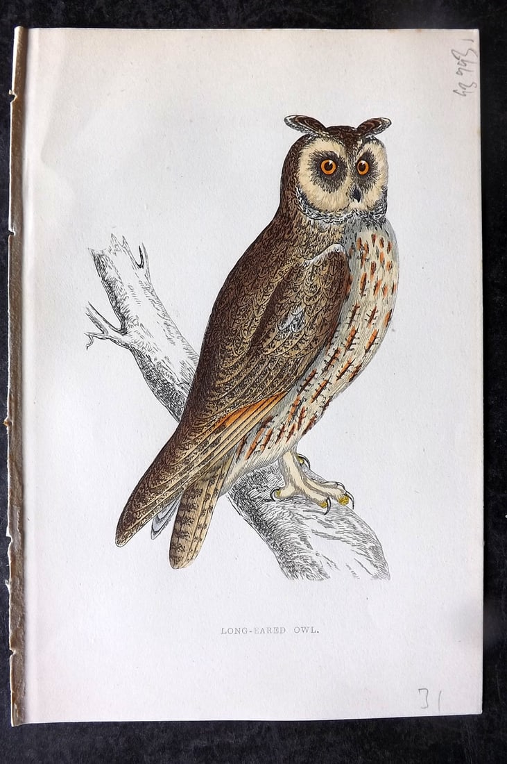 Morris, Francis 1867 Antique Bird Print. Long Eared Owl (1 of 1)