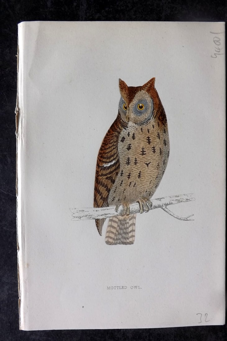Morris, Francis 1867 Antique Bird Print. Mottled Owl: Woodblocks Published 1863-7, London for "A History of British Birds" by the Rev. Francis Orpen Morris. Printed in colours and finished by hand. Paper Size: 7.5 x 5 inch (19 x 13cm) Good Condition