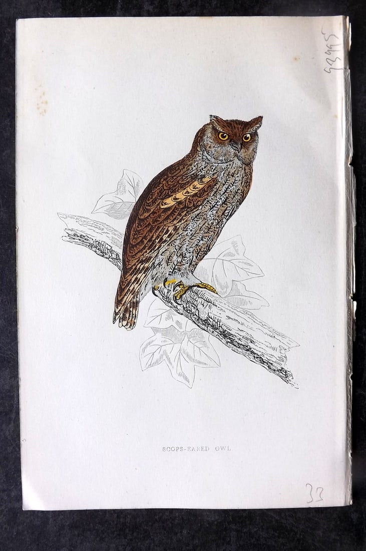 Morris, Francis 1867 Antique Bird Print. Scops Eared Owl: Woodblocks Published 1863-7, London for "A History of British Birds" by the Rev. Francis Orpen Morris. Printed in colours and finished by hand. Paper Size: 7.5 x 5 inch (19 x 13cm) Good Condition