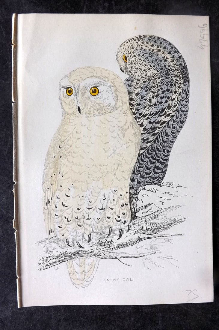 Morris, Francis 1867 Antique Bird Print. Snowy Owl: Woodblocks Published 1863-7, London for "A History of British Birds" by the Rev. Francis Orpen Morris. Printed in colours and finished by hand. Paper Size: 7.5 x 5 inch (19 x 13cm) Good Condition