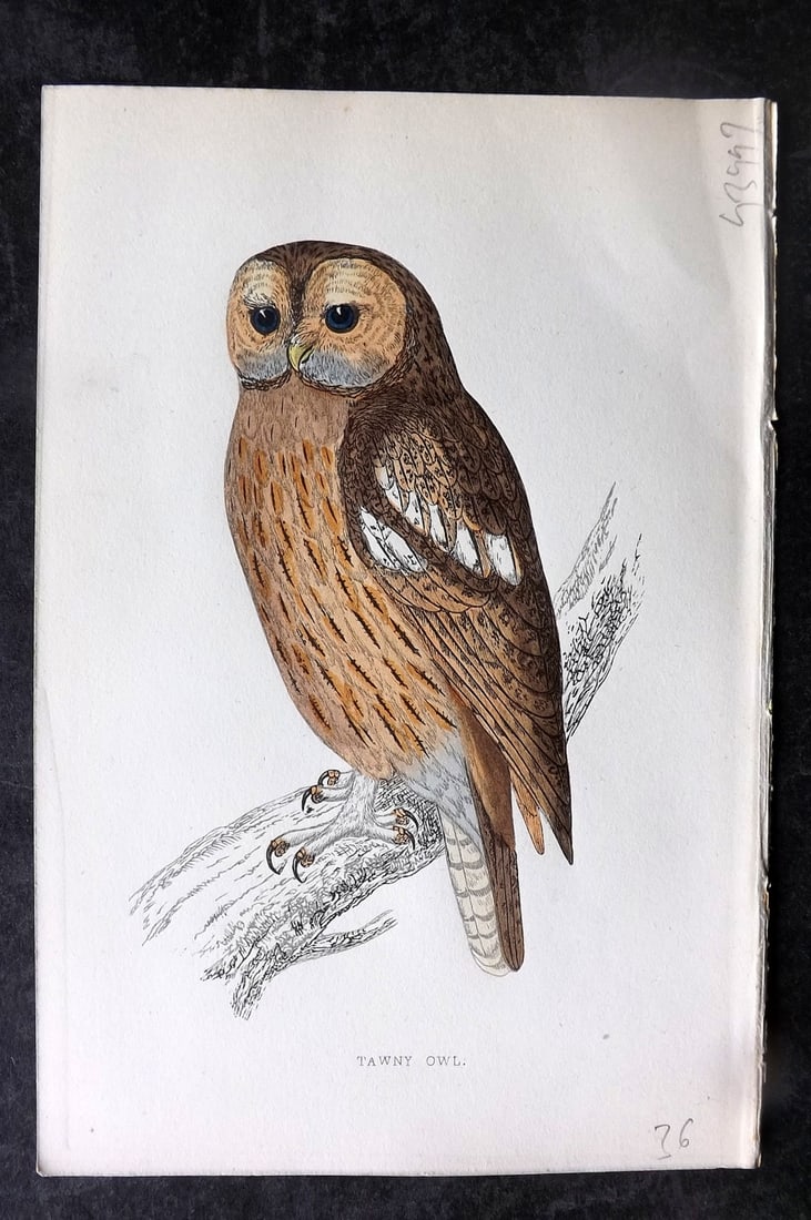 Morris, Francis 1867 Antique Bird Print. Tawny Owl: Woodblocks Published 1863-7, London for "A History of British Birds" by the Rev. Francis Orpen Morris. Printed in colours and finished by hand. Paper Size: 7.5 x 5 inch (19 x 13cm) Good Condition