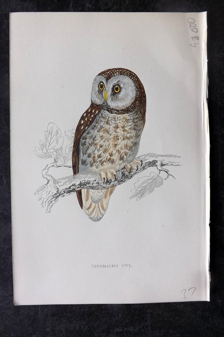 Morris, Francis 1867 Antique Bird Print. Tengmalm's Owl: Woodblocks Published 1863-7, London for "A History of British Birds" by the Rev. Francis Orpen Morris. Printed in colours and finished by hand. Paper Size: 7.5 x 5 inch (19 x 13cm) Good Condition