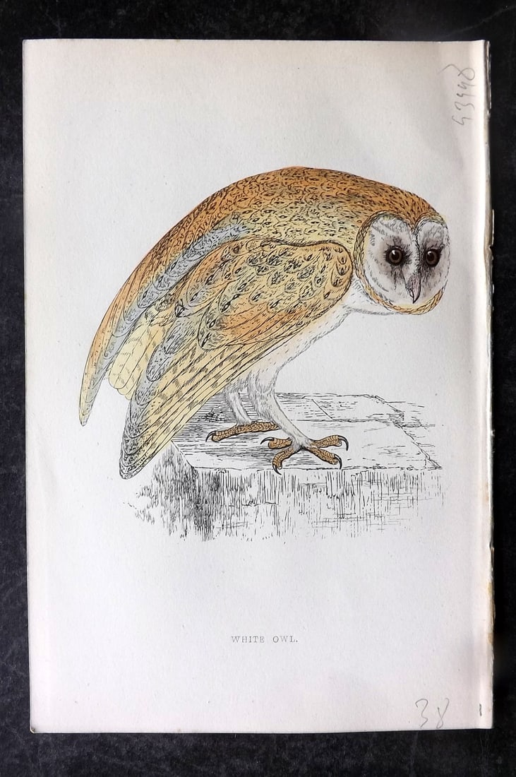 Morris, Francis 1867 Antique Bird Print. White Owl: Woodblocks Published 1863-7, London for "A History of British Birds" by the Rev. Francis Orpen Morris. Printed in colours and finished by hand. Paper Size: 7.5 x 5 inch (19 x 13cm) Good Condition