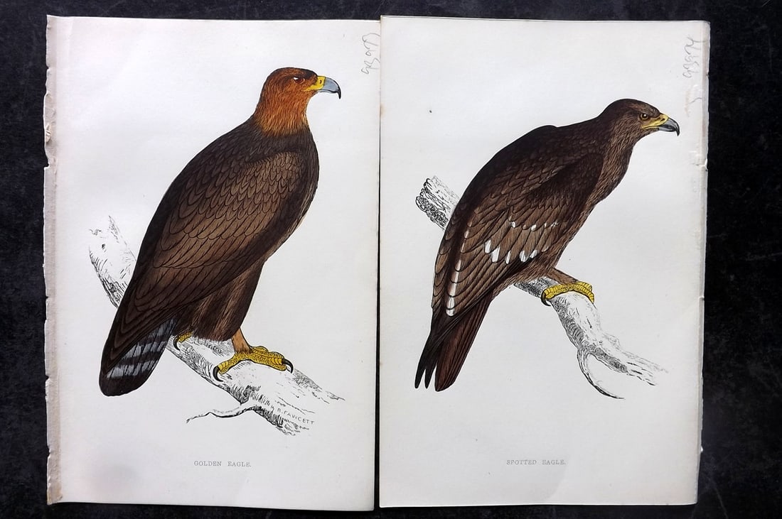 Morris, Francis 1867 Pair of Hand Col Bird Prints. Golden & Spotted Eagle (1 of 2)