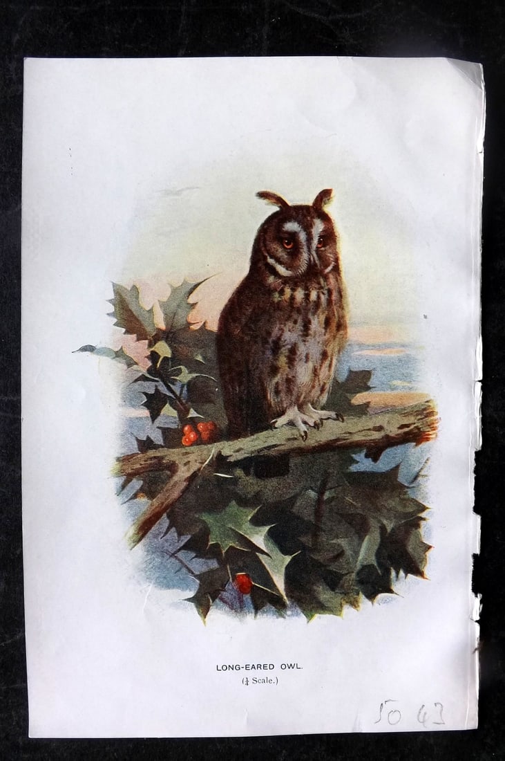 Swaysland, Walter 1901 Antique Bird Print. Long Eared Owl (1 of 1)